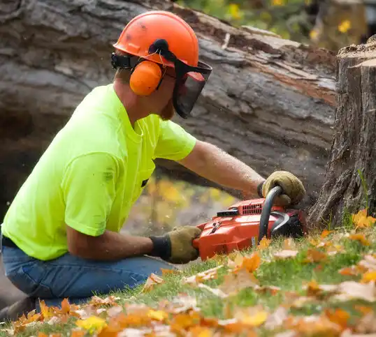 tree services Shorewood